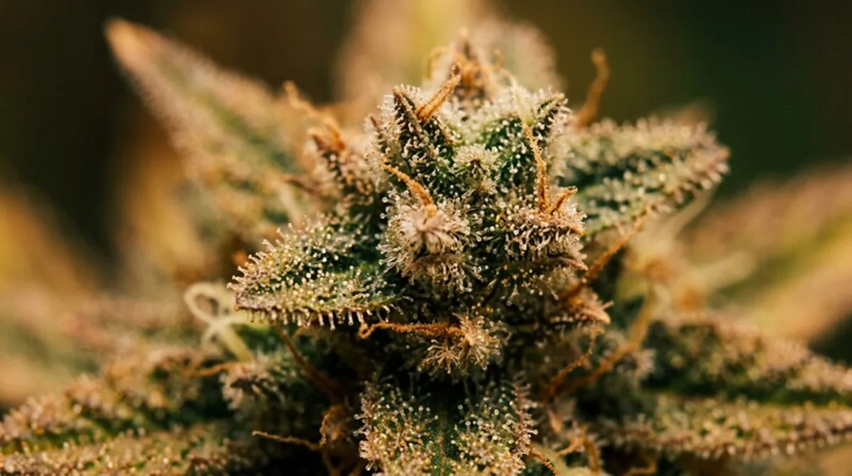 Cannabis in der Nähe von Barsbüttel