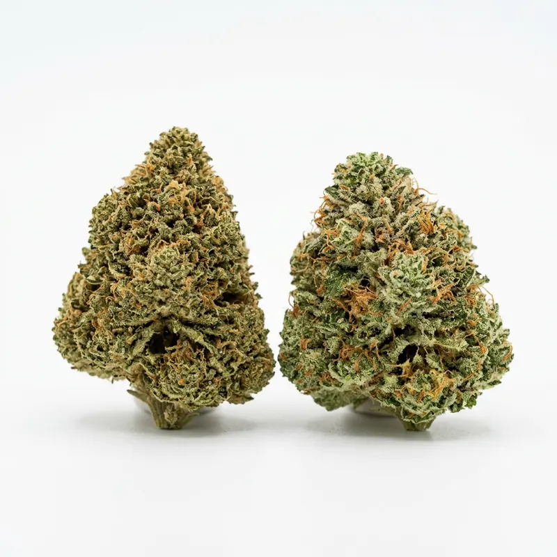Shrubs 30/1 SRY Sherb Royale