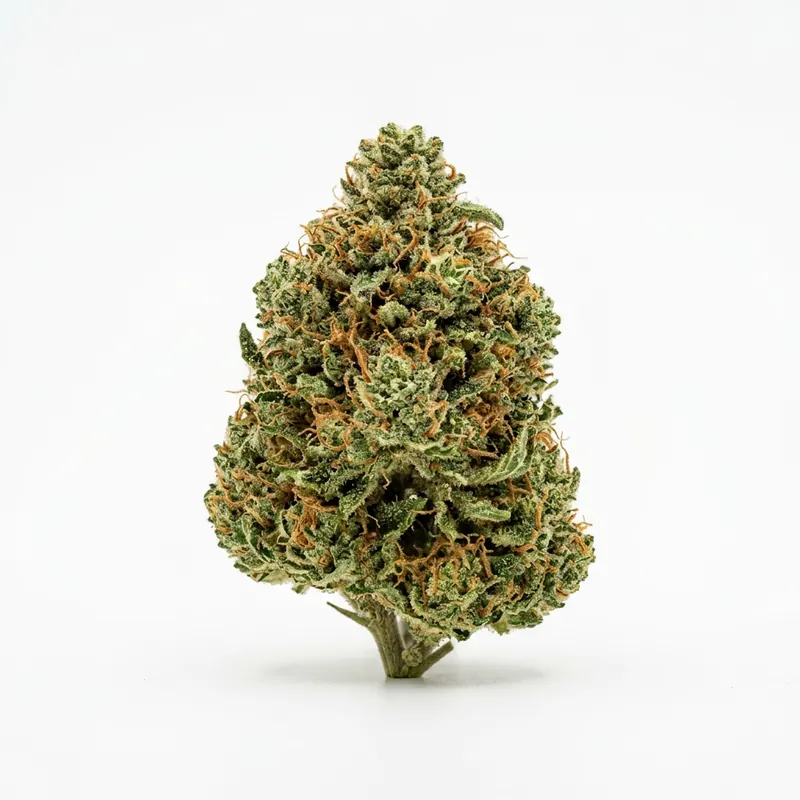 Demecan HS Light Drop 17:1 Santa Maria Golden x C99