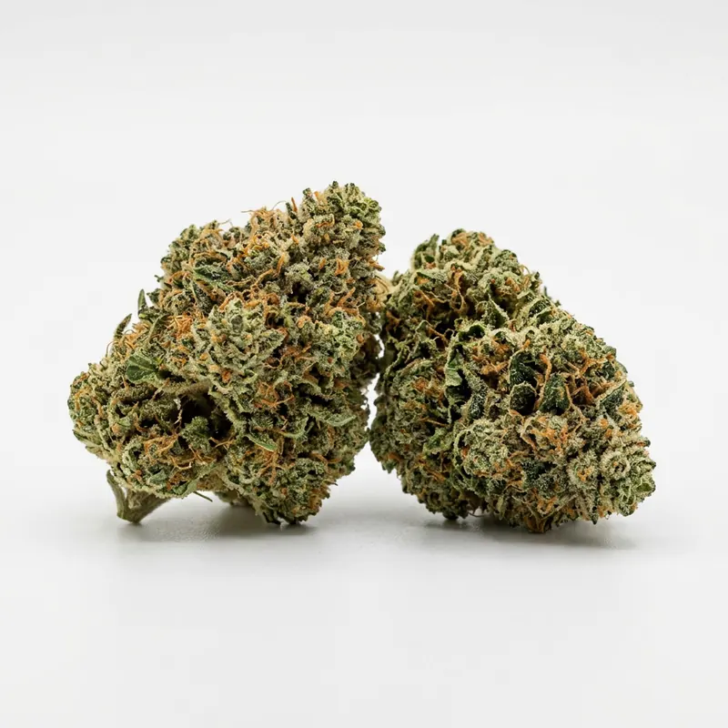 LIT 31/1 MKU Master Kush
