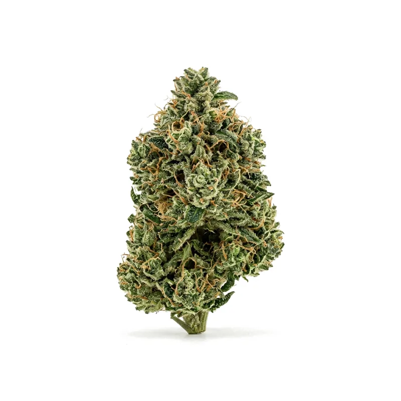 Hexa 21/1 GEL Gelato 33