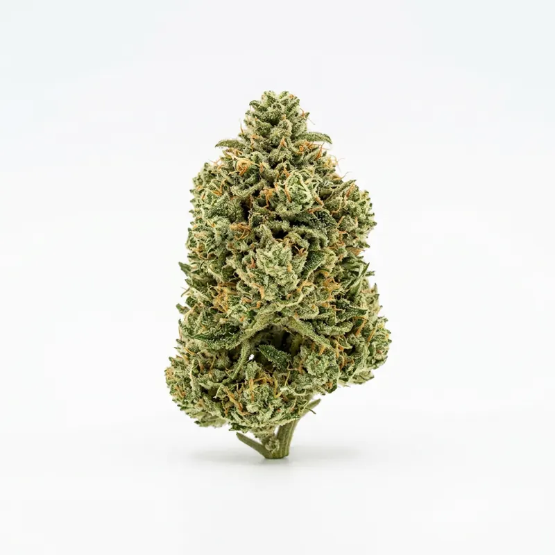 frdm 18/1 JCK Jack Herer