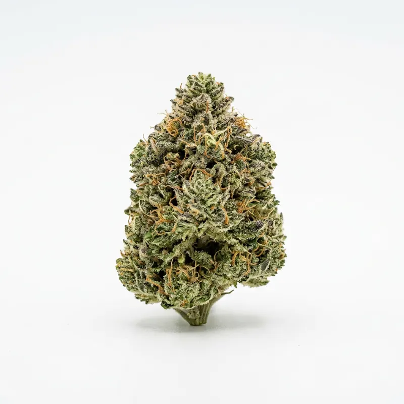 NOC AS 22 ARG Amnesia kush x Sherbet Shocker