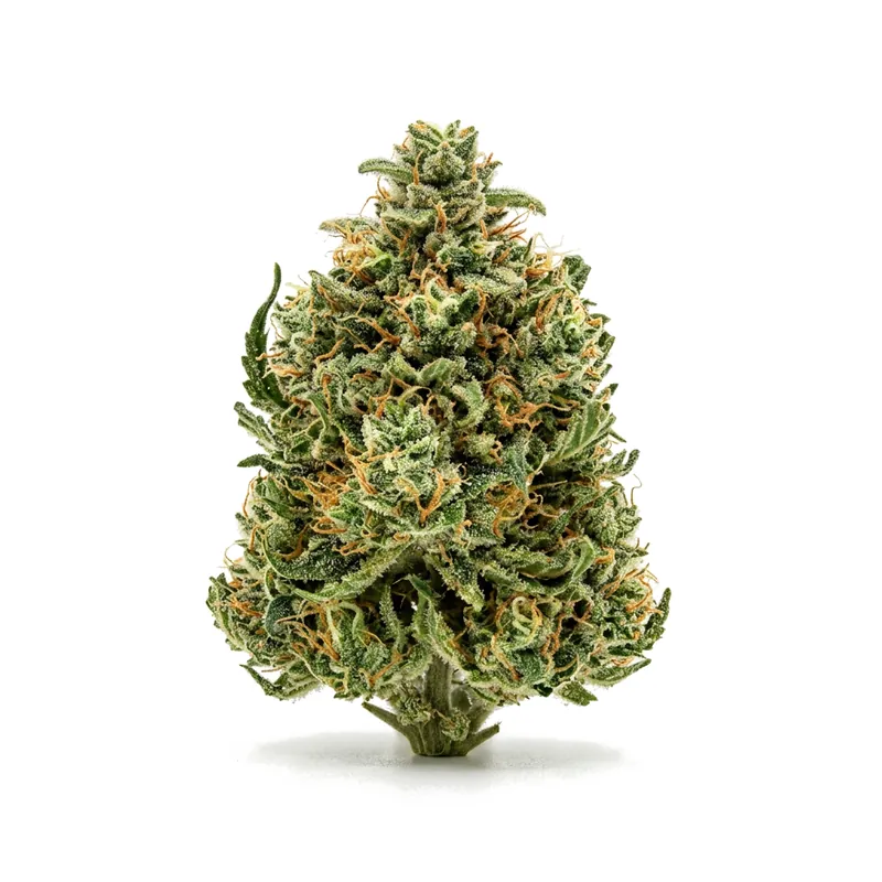 Canify Cannabis flos 18/1 CO Ku. MAC