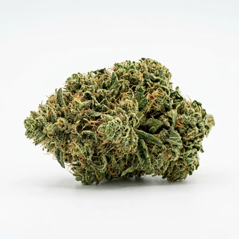 SKK WWZ 21/1 White Widow Haze