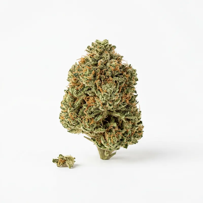 Budza 24/1 WRZ White Runtz